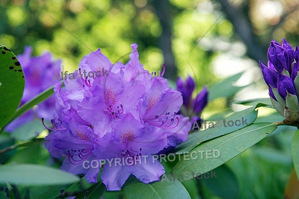 Rhododendron, Azalea