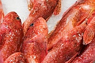 Rialto Fish Market