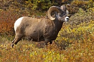 Rocky Mountain Sheep 