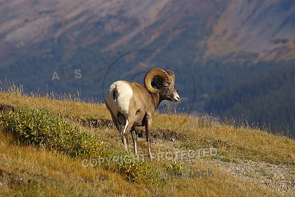 Rocky Mountain Sheep