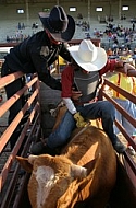 Rodeo bull before the start time.