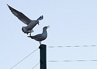 Seagull lands on the column