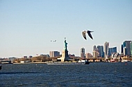 Seagulls above the Upper Bay near Satue of Liberty, New York City, United States