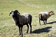Sheep - Dietringen, Forggensee, Ostallgäu in Bavaria, Germany