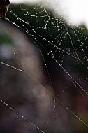 Spider web in soft Light
