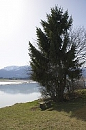 Spring at Lake Forggensee, Germany