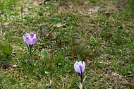 Spring, Crocus flower