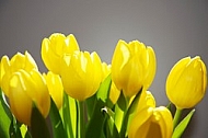 Spring, Tulip, Flower