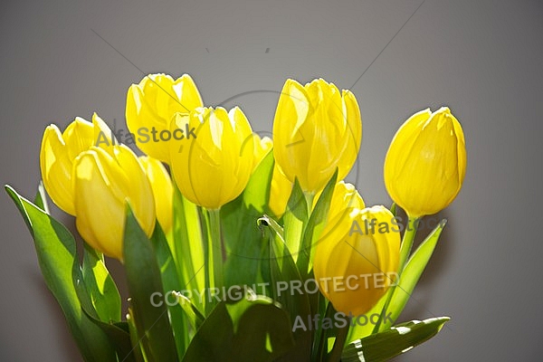 Spring, Tulip, Flower