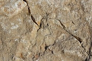 Stone texture 