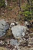 Stones in the forest