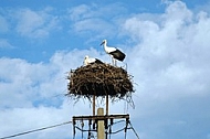 Storks at their nest