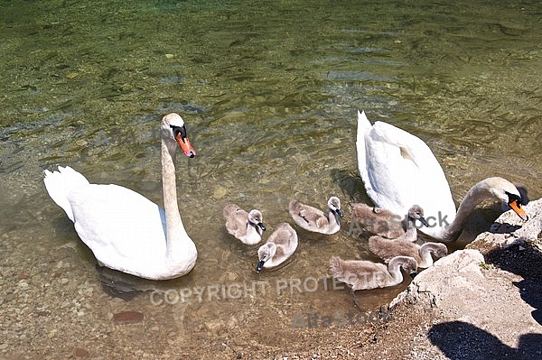 Swan, Lake Garda, Italy
