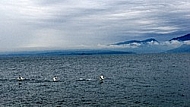 Swan, Lake Garda