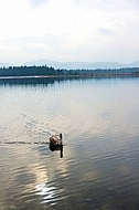 Swan, Lake Hopfensee