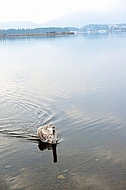 Swan, Lake Hopfensee