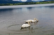 Swan on the lake