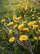 Taraxacum officinale, common dandelion