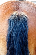 The bottom of a horse and his tail