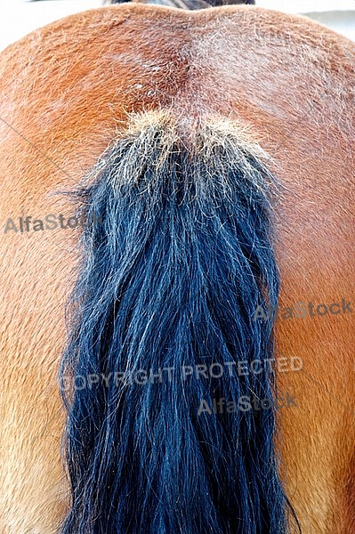 The bottom of a horse and his tail