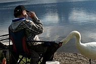 The fisherman and the swan