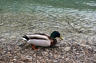 The Mallard, Wild Duck