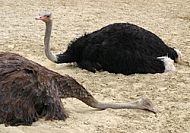 The ostrich is sleeping in the summer heat.