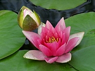 The water lily Nymphaea Marliacea Albida bloom