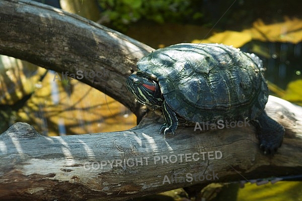 Turtle on a tree