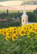 Village on the edge of sunflower field