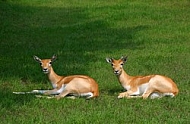 Watching two gazelle