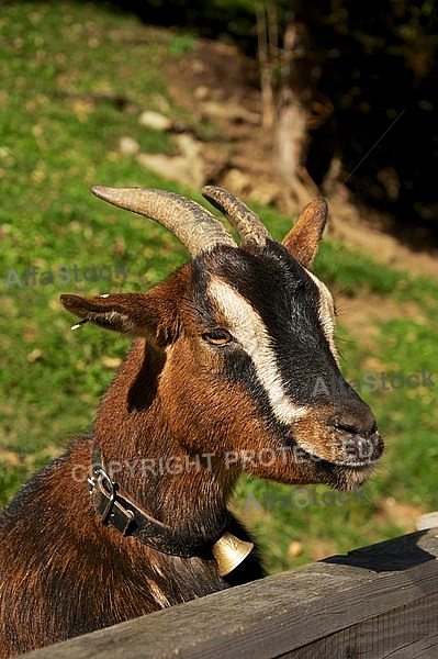Wild Goat