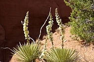 Wild Yucca