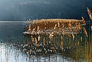 Winter at Lake Weißensee, Germany