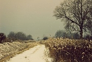 Winter landscape 
