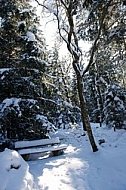 Winter, Snow, Wood, Background