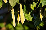 Wisteria sinensis, Chinese wisteria