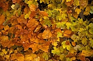 Yellow and orange leafs