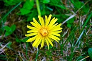Yellow flower on the ground