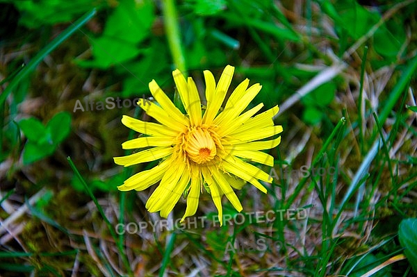 Yellow flower on the ground
